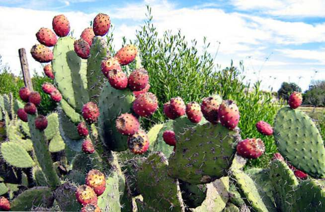 cactusul este bun să piardă în greutate