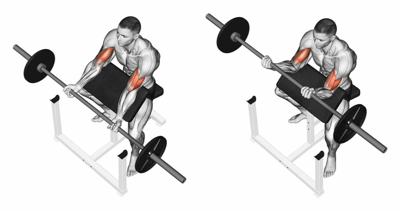 Подъем прямого грифа на бицепс. Жим Ларри Скотта. Бицепс на скамье Скотта. Подъем ez штанги на бицепс. Скамья Скотта.